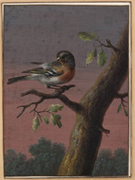 M+ 027
          <br/>
          Boekvink op een eikentak
          <br/>
          <em>Dietzsch, Barbara Regina (1706-1783)</em>